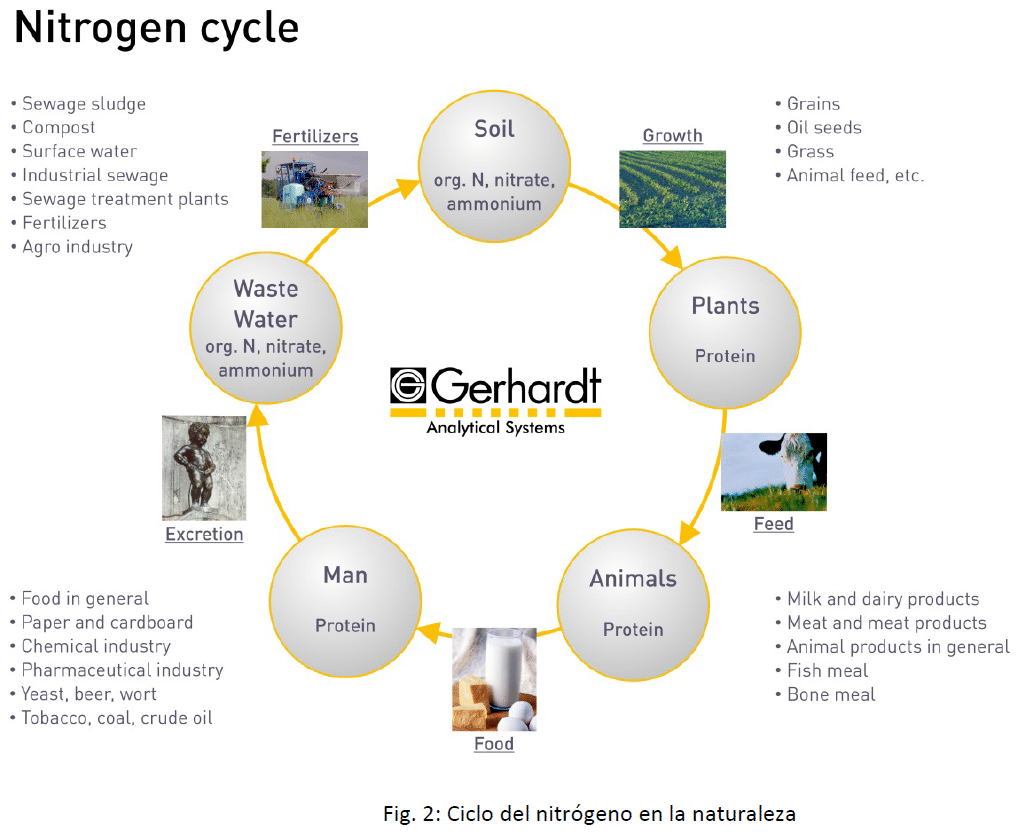 ciclo nitrógeno en la naturaleza